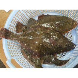 新長崎産 石ガレイ イシモチ カレイの中でも大きい種類です 鮮魚の仕入れには 即決mart