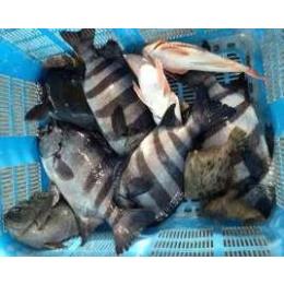 長崎 五島産 石鯛 ウニやカニを餌に成長したその身は絶品 築地網伍オンライン