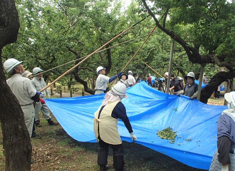 偕楽園 弘道館 梅の実販売 について 茨城県 Btobプラットフォーム 業界チャネル