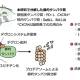 理化学研究所