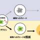 大正製薬ホールディングス