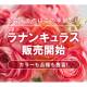 株式会社　ｆｒａｎｔｏｌｉｖｅ